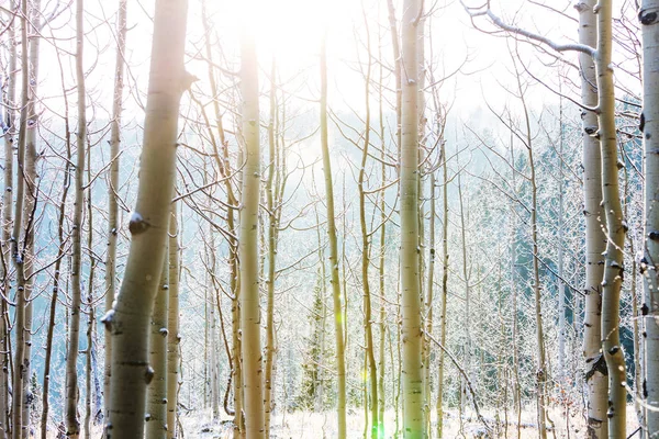 Bosque cubierto de nieve en temporada de invierno —  Fotos de Stock