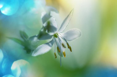 Bahar çiçekleri, yakından atış