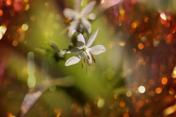 Весняні квіти, крупним планом — стокове фото