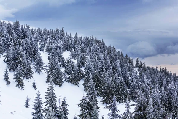 Festői hóval borított erdő — Stock Fotó