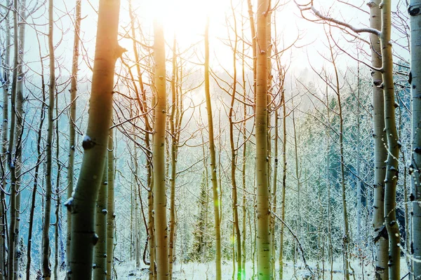 Malerischer schneebedeckter Wald im Winter — Stockfoto