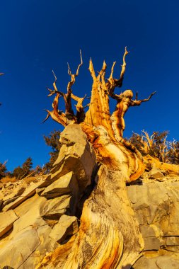 Ancient Bristlecone Pine Tree  clipart