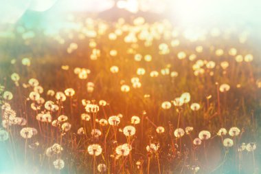 Bahar güneşli çayır 