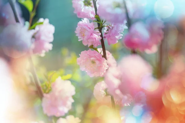 アーモンド木のピンクの花 — ストック写真