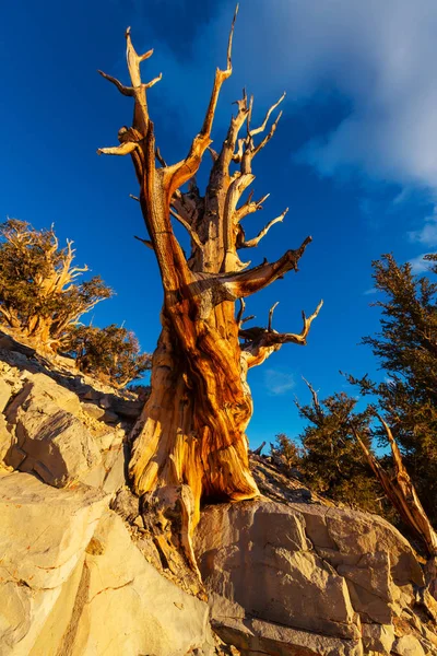 Antiguo pino de Bristlecone —  Fotos de Stock