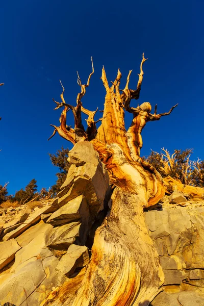 Ancient Bristlecone Pine Tree — Stock Photo, Image