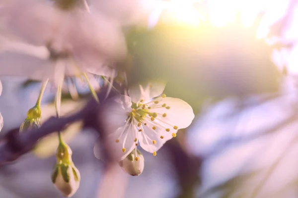 Fleurs de la floraison des cerisiers — Photo