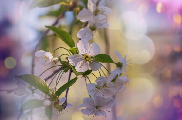 Flores de la flor de cerezo — Foto de Stock