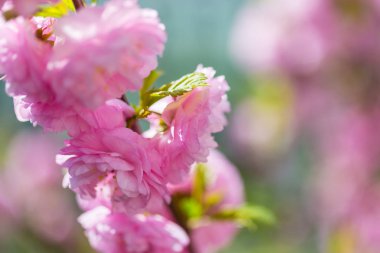 Pembe çiçekli badem ağacı