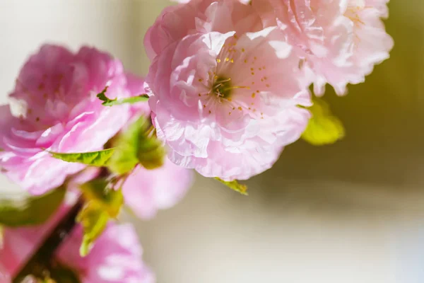 有粉红色花朵的杏仁树 — 图库照片