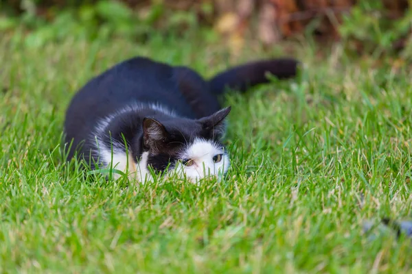 Gato en la hierba verde — Foto de Stock