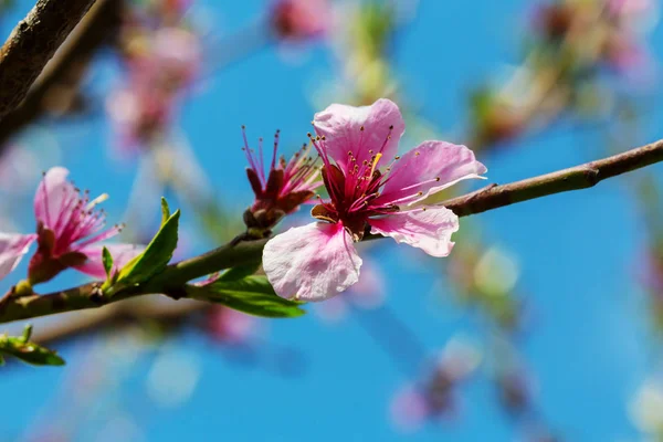 Bloemen van de kers bloei — Stockfoto