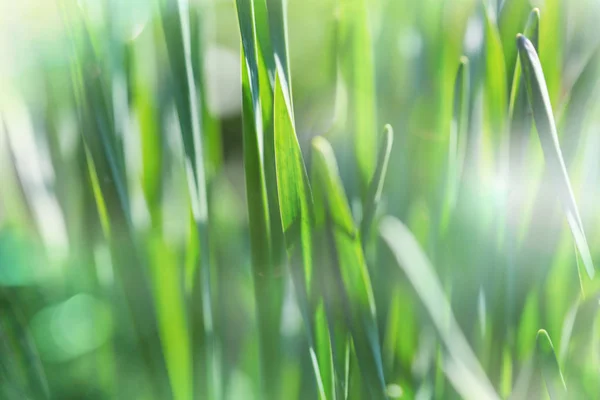 Green grass close up — Stock Photo, Image