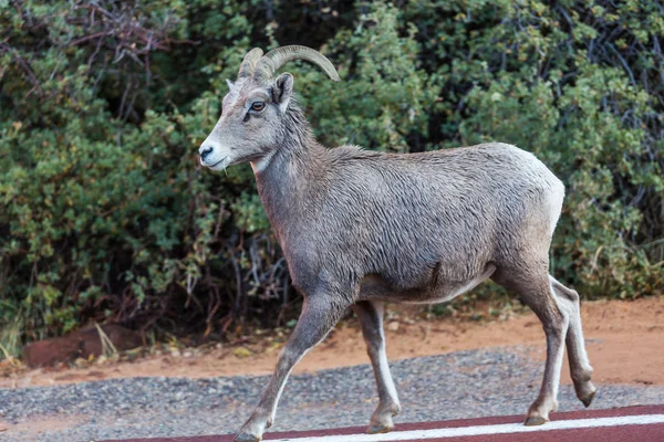 Stor-horned får — Stockfoto