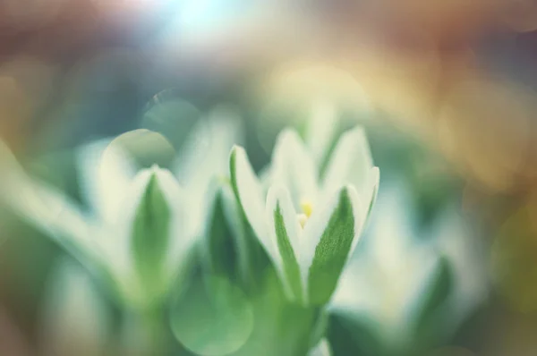 Sneeuwklokjes in lente seizoen — Stockfoto