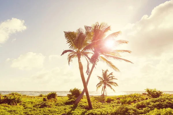 Serenidad playa tropical — Foto de Stock