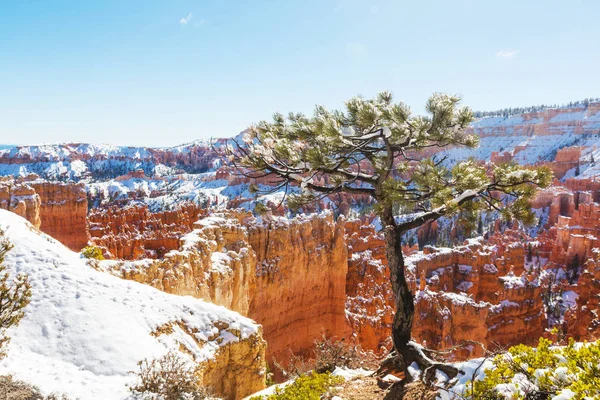 Bryce Canyon con neve — Foto Stock