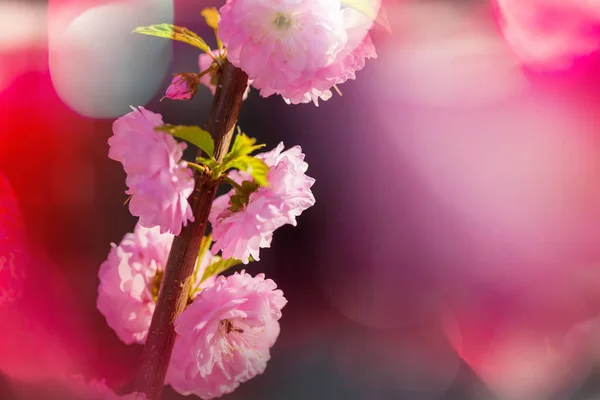 Almond tree pink flowers — Stock Photo, Image