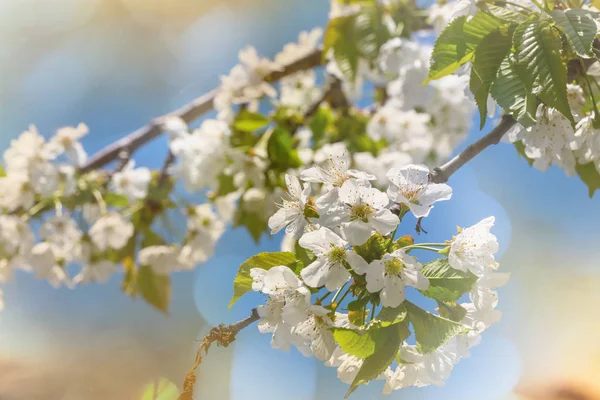 Flowers of the cherry blossoming — Stock Photo, Image