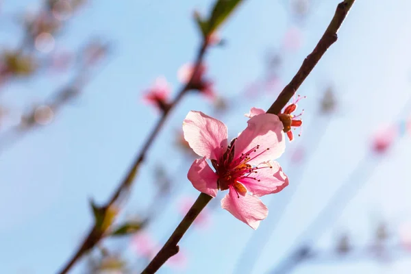 Flowers of the cherry blossoming — Stock Photo, Image