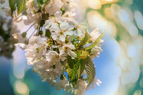Flowers of the cherry blossoming — Stock Photo, Image