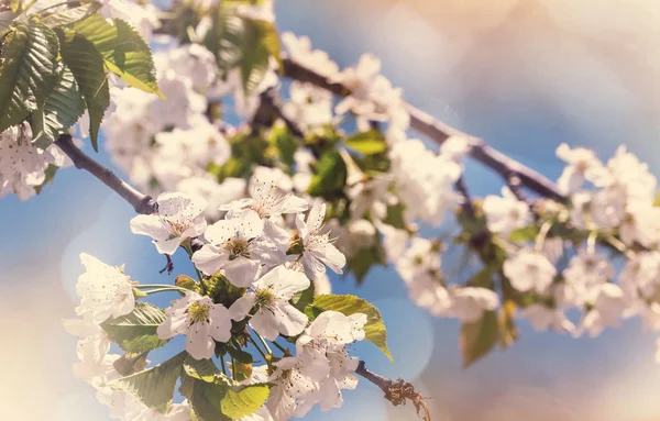 Flowers of the cherry blossoming — Stock Photo, Image