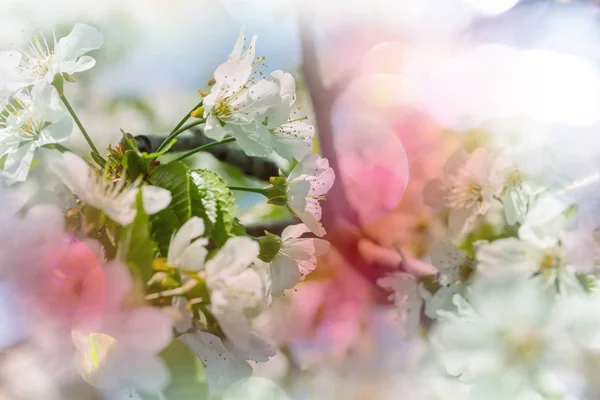 Flowers of the cherry blossoming — Stock Photo, Image