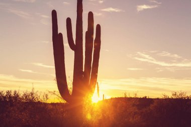 Saguaro Ulusal Parkı