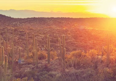 Saguaro Ulusal Parkı