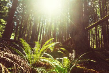 Yeşil orman yağmur