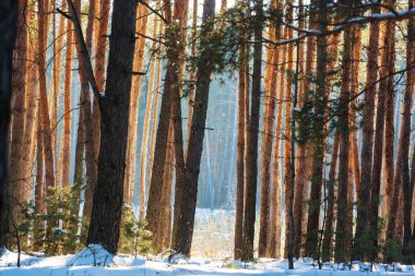 Doğal karla kaplı orman  