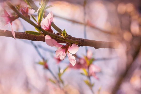 Flores en el árbol de flores — Foto de Stock