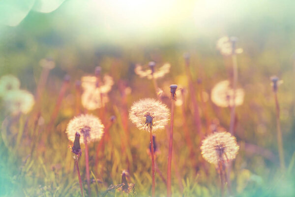 Spring sunny meadow