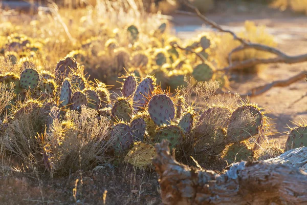 Parque Nacional Saguaro —  Fotos de Stock