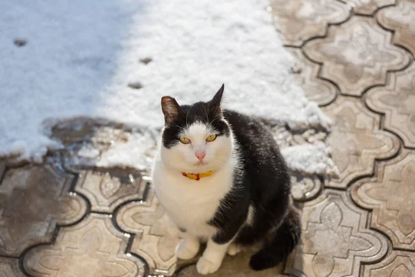 Vrij Cyperse kat — Stockfoto