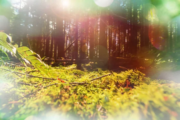 Exotic fern in sunlight — Stock Photo, Image