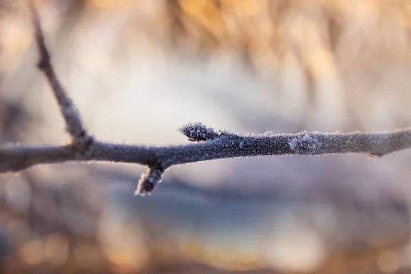 Detail ze zmrzlé větve — Stock fotografie