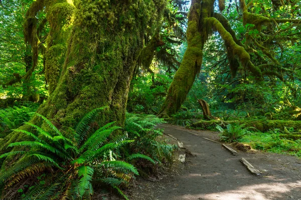 Fabulosa selva tropical en el Parque Nacional Olímpico — Foto de Stock
