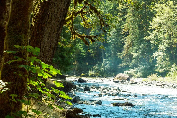 Fabulous rain forest in Olympic National Park — Stock Photo, Image