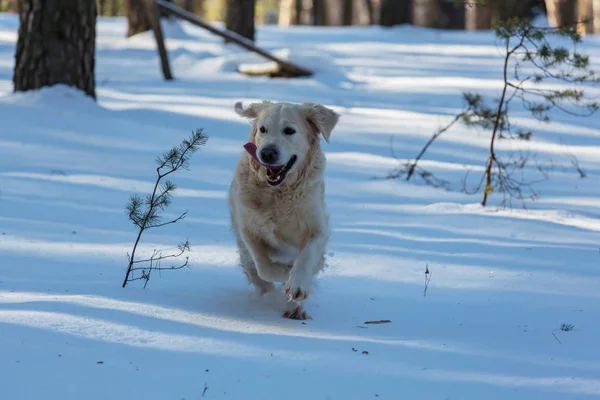 Retriever in winter forest — Stockfoto