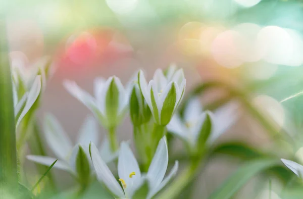 Gotas de neve na primavera — Fotografia de Stock