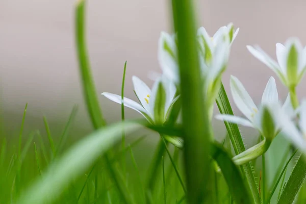 Gouttes de neige au printemps — Photo