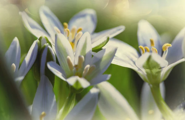 Sneeuwklokjes in lente seizoen — Stockfoto