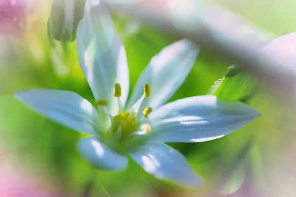 Gouttes de neige au printemps — Photo