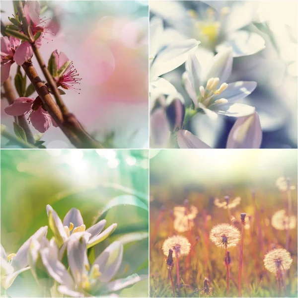 Collage jardín primavera — Foto de Stock