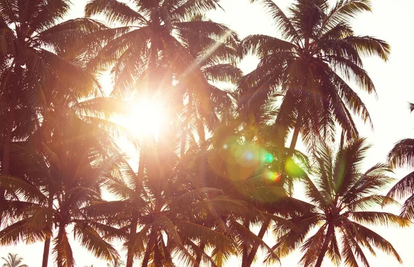Serenity tropical beach — Stock Photo, Image