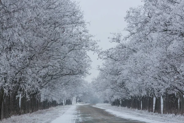 beautiful Winter alley