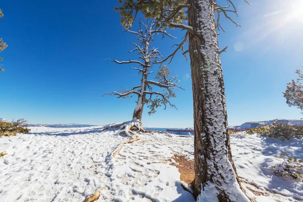 冬のブライス ・ キャニオン — ストック写真