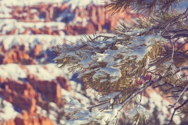 Χειμώνα Bryce canyon — Φωτογραφία Αρχείου
