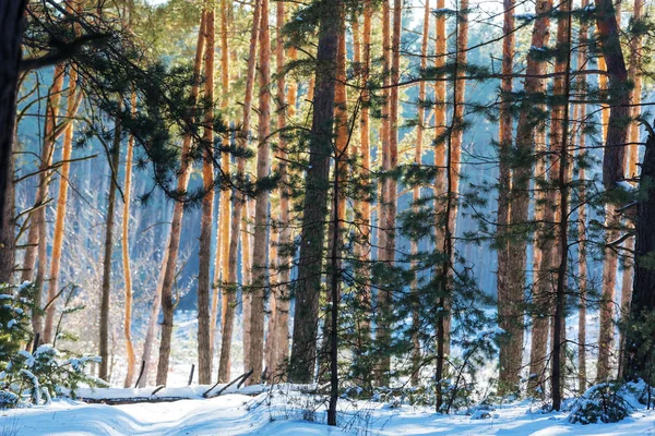 Bosque cubierto de nieve escénico — Foto de Stock